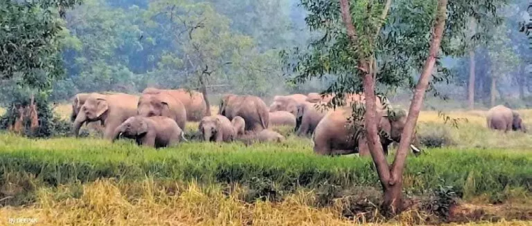 Odisha के गांवों में हाथियों ने धान की फसल को तबाह कर दिया