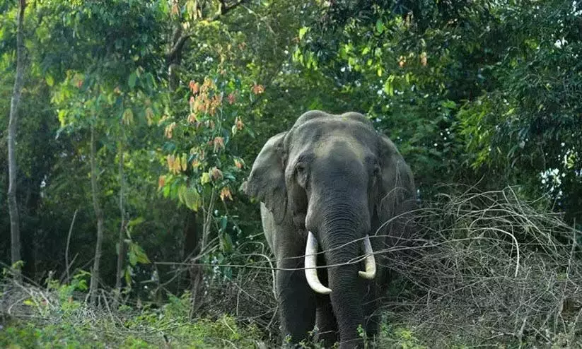 Kerala: वायनाड में जंगली जानवरों का एक और हमला