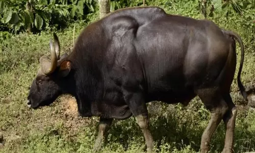 Tamil Nadu: नीलगिरि में वनकर्मी घायल गौर की तलाश में जुटे Tamil Nadu: नीलगिरि में वनकर्मी घायल गौर की तलाश में जुटे