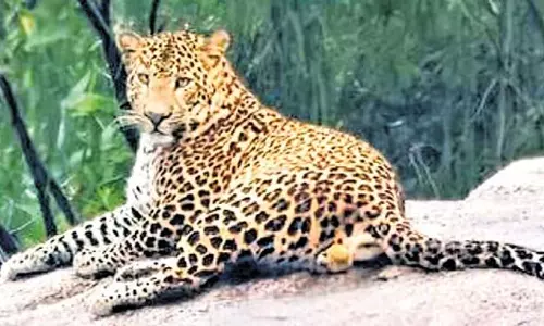 तुराहल्ली में तेंदुए के दिखने की आशंका को वनकर्मियों ने दूर किया तुराहल्ली में तेंदुए के दिखने की आशंका को वनकर्मियों ने दूर किया