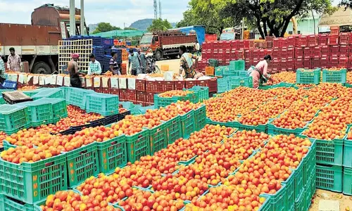 Andhra: रायलसीमा में टमाटर की कीमतों में गिरावट से किसान परेशान Andhra: रायलसीमा में टमाटर की कीमतों में गिरावट से किसान परेशान