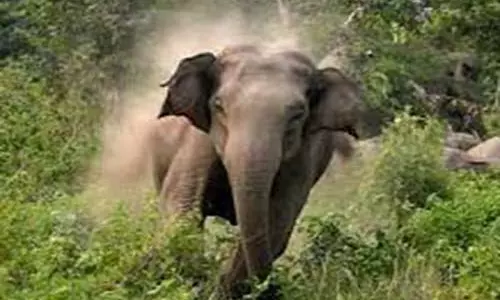Jumbo attack: दो की मौत, एक अन्य घायल