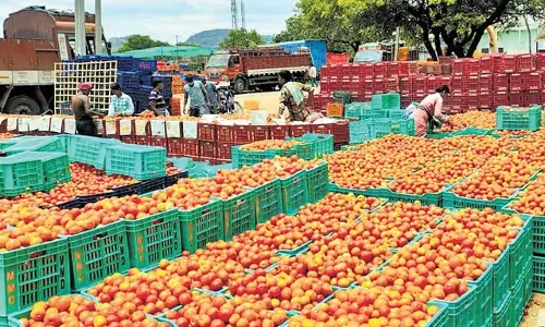 Rayalaseema में टमाटर की कीमतों में गिरावट से किसान परेशान Rayalaseema में टमाटर की कीमतों में गिरावट से किसान परेशान