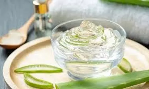 Beauty Tips:   सर्दियों में चमकती और नमीयुक्त त्वचा के लिए  आजमाएं एलोवेरा फेस पैक