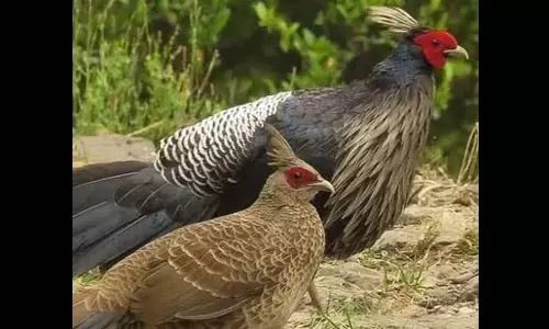 Sukhus के रात्रि भोज में संरक्षित पक्षी परोसे जाने पर ,मुर्गा होने का आरोप Sukhus के रात्रि भोज में संरक्षित पक्षी परोसे जाने पर ,मुर्गा होने का आरोप