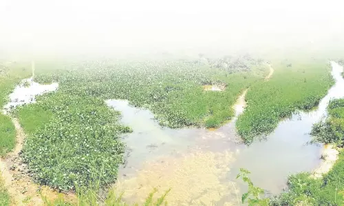 Nuvem में सीवेज प्रदूषण से खेती प्रभावित होने से किसान संकट में