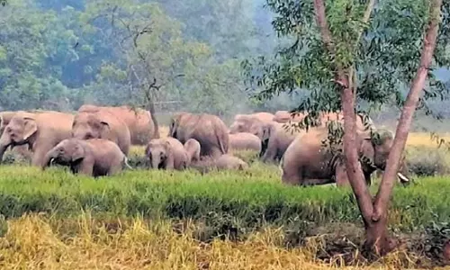 Odisha के गांवों में हाथियों ने धान की फसल को तबाह कर दिया