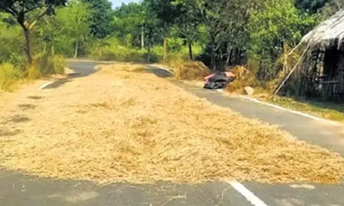 Odisha में बेमौसम बारिश के कारण धान को नुकसान, खरीद से पहले किसानों पर असर