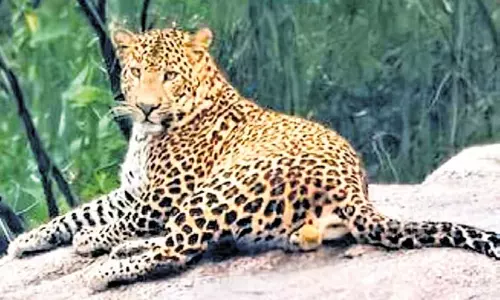 Bengaluru: तुराहल्ली में तेंदुए के दिखने की आशंका को वनकर्मियों ने दूर किया Bengaluru: तुराहल्ली में तेंदुए के दिखने की आशंका को वनकर्मियों ने दूर किया