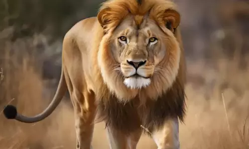 हो रही तारीफ लोको पायलट की, शेरों को देखा, फिर लिया ये फैसला