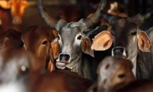 Meghalaya में मवेशी तस्करी की कोशिश नाकाम, नागांव में 18 लोग गिरफ्तार Meghalaya में मवेशी तस्करी की कोशिश नाकाम, नागांव में 18 लोग गिरफ्तार