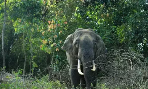 Kerala: वायनाड में जंगली जानवरों का एक और हमला Kerala: वायनाड में जंगली जानवरों का एक और हमला