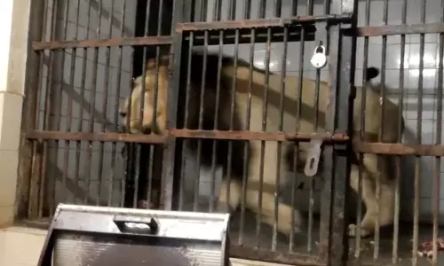 Etawah सफारी पार्क में जंगल के राजा को सर्दी से बचाने के लिए लगे हीटर Etawah सफारी पार्क में जंगल के राजा को सर्दी से बचाने के लिए लगे हीटर