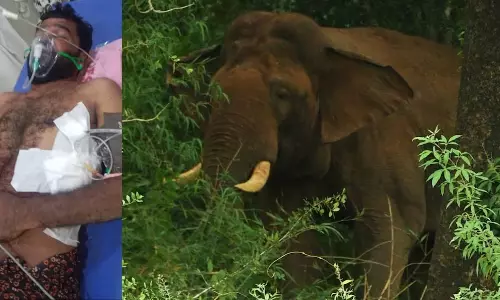 Wayanad : हाथी के हमले से मजदूर गंभीर रूप से घायल Wayanad : हाथी के हमले से मजदूर गंभीर रूप से घायल