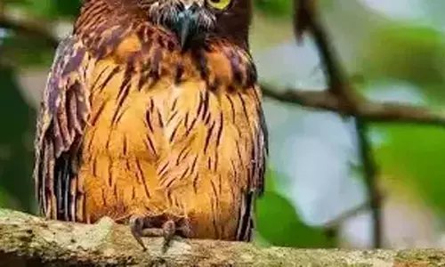 एडिटोरियल: पापा कहते हैं कि मुझे उन्हें गर्व महसूस कराना चाहिए... एडिटोरियल: पापा कहते हैं कि मुझे उन्हें गर्व महसूस कराना चाहिए...