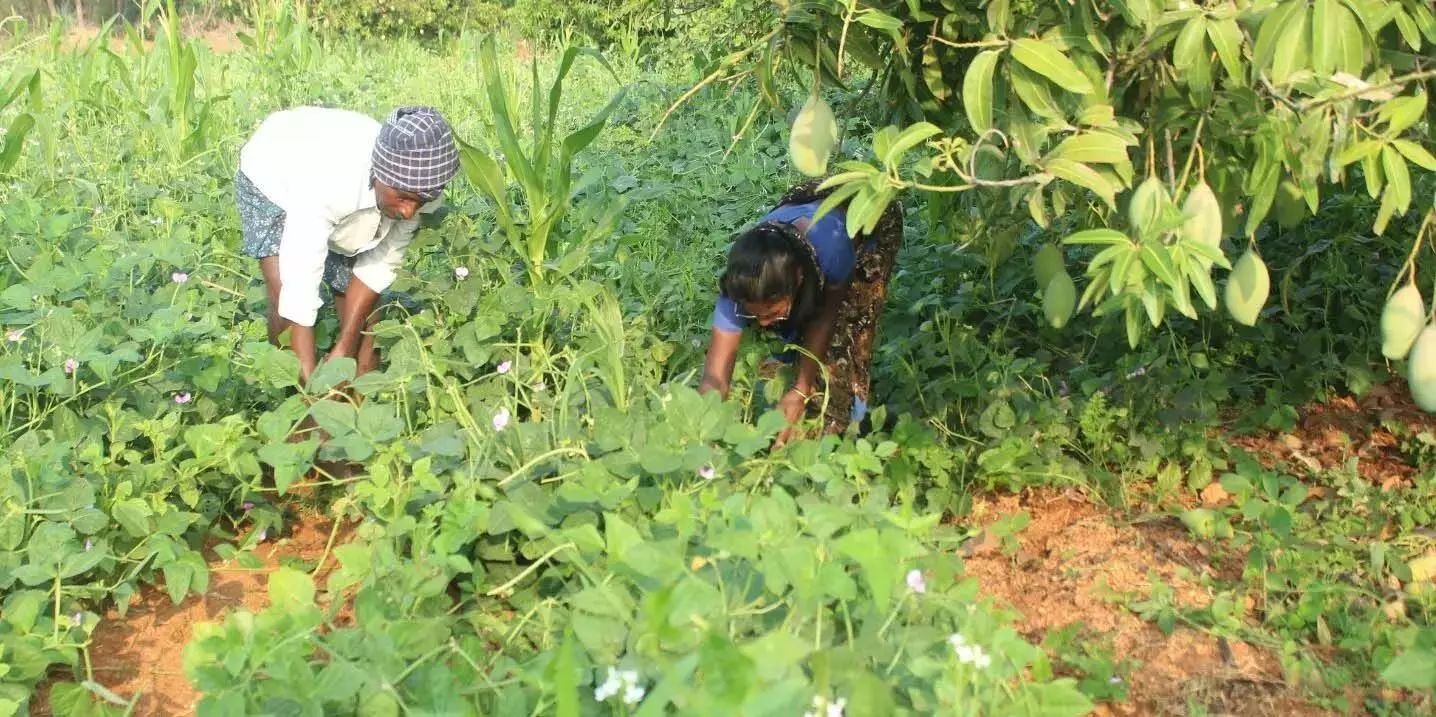 Kuppam के किसान ने प्राकृतिक खेती को उत्पादक और लाभदायक साबित किया