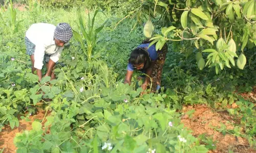 Kuppam के किसान ने प्राकृतिक खेती को उत्पादक और लाभदायक साबित किया Kuppam के किसान ने प्राकृतिक खेती को उत्पादक और लाभदायक साबित किया