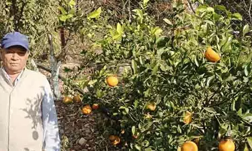Himachal: बंजर उपरली कोठियां में किसानों की मेहनत रंग लाई