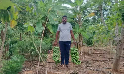 Kuppam के किसान ने प्राकृतिक कृषि आंदोलन से बड़ी सफलता हासिल की Kuppam के किसान ने प्राकृतिक कृषि आंदोलन से बड़ी सफलता हासिल की