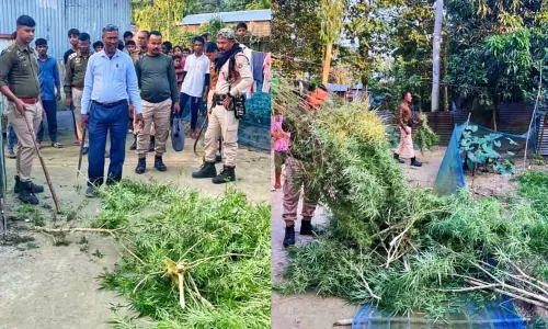 Assam : धुबरी पुलिस ने अवैध भांग के बागानों को नष्ट करने के लिए Assam : धुबरी पुलिस ने अवैध भांग के बागानों को नष्ट करने के लिए