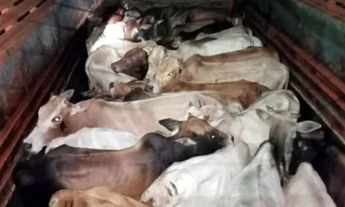 पुलिस ने Thannamandi में 25 गोवंशीय पशुओं की तस्करी की कोशिश नाकाम की