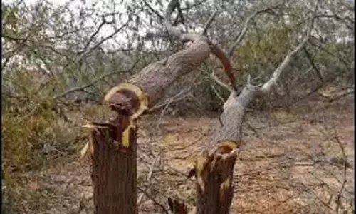 Faridabad: सरकारी कार्यालय में पेड़ों की अवैध कटाई, एनजीटी ने जांच के लिए पैनल बनाया
