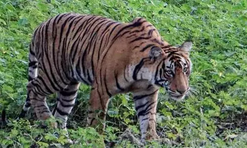 Madhya Pradesh: बाघ की हत्या के आरोप में 3 ग्रामीण गिरफ्तार Madhya Pradesh: बाघ की हत्या के आरोप में 3 ग्रामीण गिरफ्तार