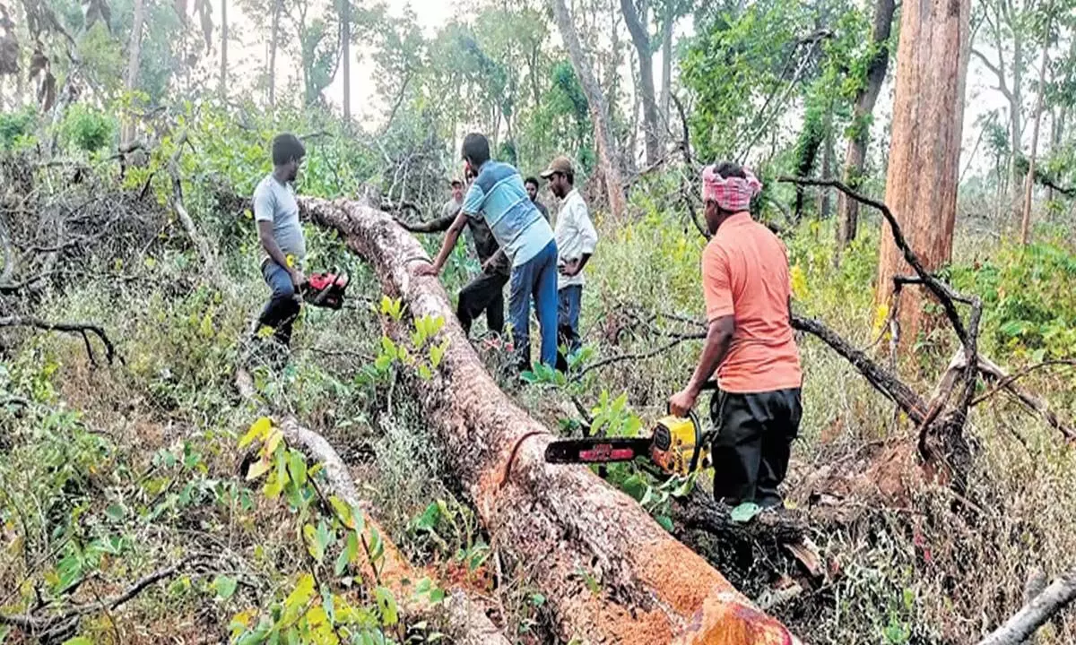 Odisha: उखड़े हुए पेड़ों को हटाने का काम जारी