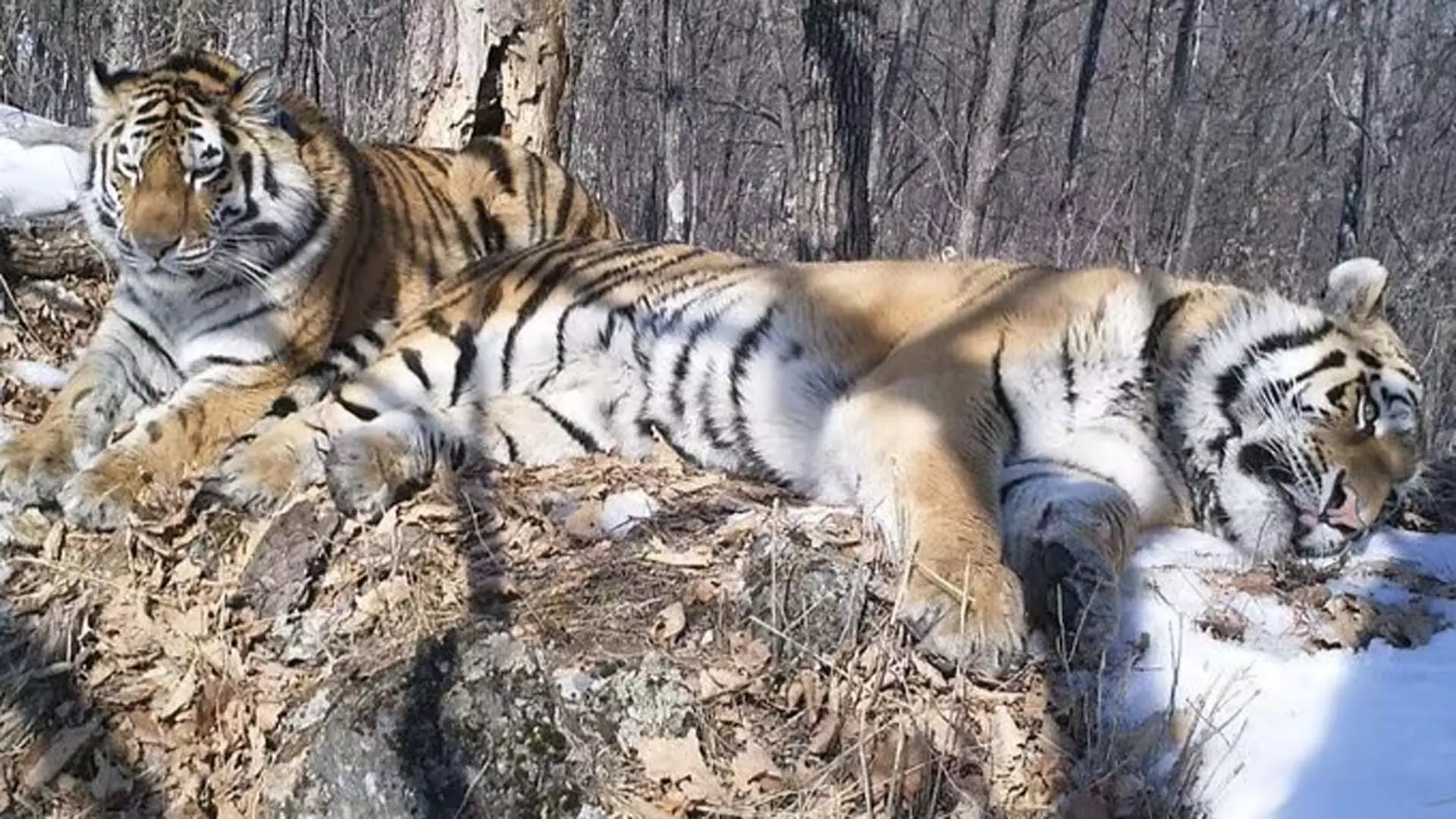 3 साल, 200 किलोमीटर! टाइगर ने अपने पूर्व साथी से मिलने के लिए Russia की यात्रा की 3 साल, 200 किलोमीटर! टाइगर ने अपने पूर्व साथी से मिलने के लिए Russia की यात्रा की