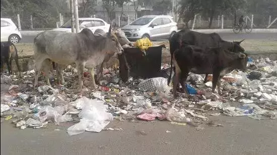 Greater Noida : अपशिष्ट प्रसंस्करण के लिए अस्तोली में सुविधा स्थापित करेगा प्रशासन