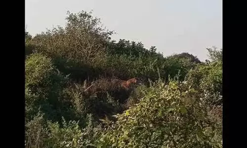 यह लखनऊ के बाहरी इलाके में एक बाघ है Confirmed