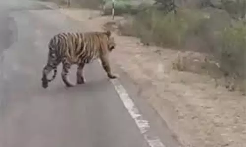 MP News: रिहायशी इलाके में बाघ की चहलकदमी से ग्रामीणों में दहशत MP News: रिहायशी इलाके में बाघ की चहलकदमी से ग्रामीणों में दहशत