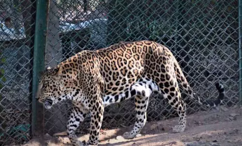 Hyd के निकट नया चिड़ियाघर पार्क: तेलंगाना के मंत्री ने स्थान के बारे में बताया Hyd के निकट नया चिड़ियाघर पार्क: तेलंगाना के मंत्री ने स्थान के बारे में बताया
