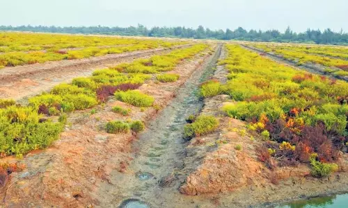 मैंग्रोव वृक्षारोपण से Bapatla जिले में आर्द्रभूमि को खतरा