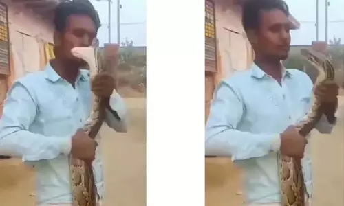 VIDEO: अजगर को Kiss करना चाहता था शख्स, फिर जो हुआ...