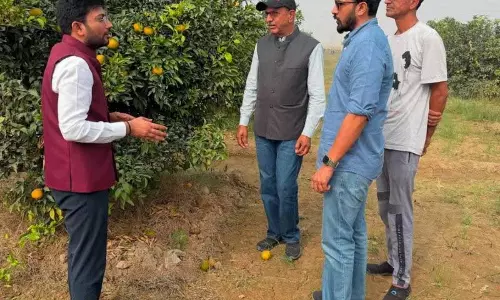 Haryana : मौसम में उतार-चढ़ाव से किन्नू की गुणवत्ता प्रभावित