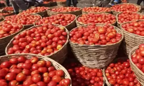 Pathikonda में टमाटर की कीमत गिरकर 1-2 रुपये प्रति किलोग्राम पर आ गई Pathikonda में टमाटर की कीमत गिरकर 1-2 रुपये प्रति किलोग्राम पर आ गई