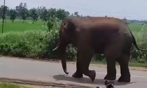 AP: वन अधिकारियों ने हाथी-मानव संघर्ष का अध्ययन करने के लिए पार्वतीपुरम का दौरा किया