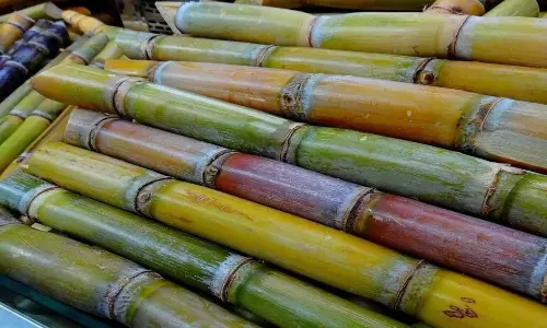 प्रति एकड़ 144 टन गन्ना उत्पादन, सांगली के सहदेव पाटिल का रिकॉर्ड