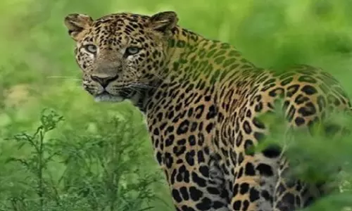 उमरकोट में तेंदुए की दर्द और भूख से मौत, इंसानों पर किया था हमला उमरकोट में तेंदुए की दर्द और भूख से मौत, इंसानों पर किया था हमला