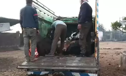 Burhanpur: अवैध गोवंश से भरा पिकअप वाहन पुलिस ने पकड़ा, तस्कर मौके से फरार Burhanpur: अवैध गोवंश से भरा पिकअप वाहन पुलिस ने पकड़ा, तस्कर मौके से फरार