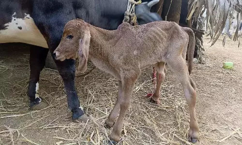 भ्रूण स्थानांतरण द्वारा Vizianagaram में जन्मा पहला बछड़ा