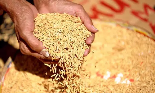 Assam : बारपेटा में किसानों को बीज घोटाले का सामना करना पड़ रहा