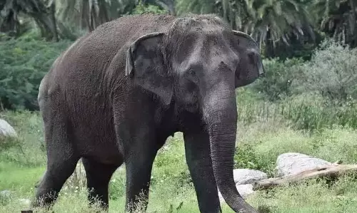 Arunachal : नौबंगा नाला में हाथी के हमले में युवक घायल