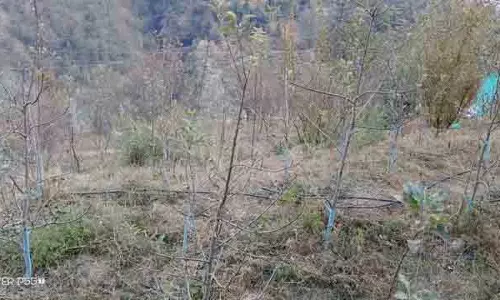 Chamba के सेब बागानों में वूली एफिड का प्रकोप