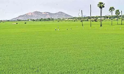 Telangana: 2 लाख रुपये से अधिक के फसल ऋण के लाभार्थियों को माफी का इंतजार