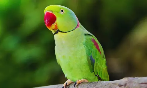 UP: बुलंदशहर के एक व्यक्ति ने लापता तोते पर 1 लाख रुपये का इनाम रखा UP: बुलंदशहर के एक व्यक्ति ने लापता तोते पर 1 लाख रुपये का इनाम रखा