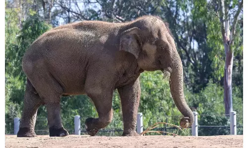 Kerala में मानव-पशु संघर्ष में मौत से विरोध प्रदर्शन शुरू
