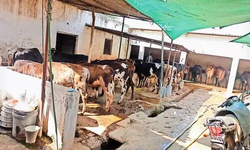 Jalore: जिले में 14 नवीन पशु चिकित्सा उप केन्द्र खोले जाने की प्रशासनिक एवं वित्तीय स्वीकृति जारी