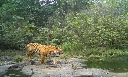 बाघ Mulugu के तडवई जंगल में फिर से घुसा